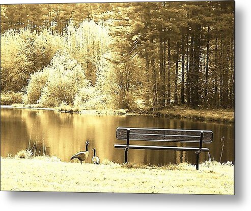 Geese Metal Print featuring the photograph Moods by Dani McEvoy