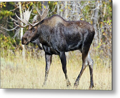 Bull Metal Print featuring the photograph Moose on the Move by Wesley Aston