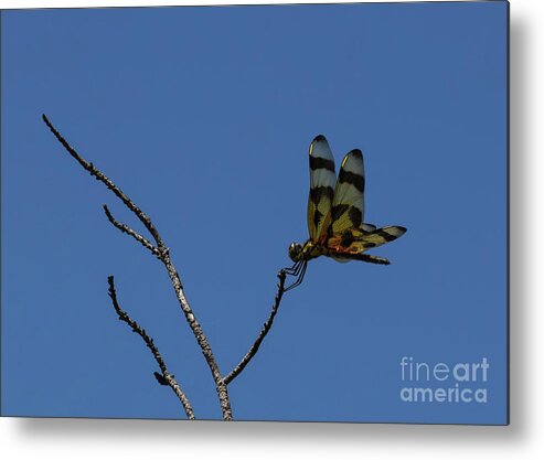 More Jeweled Wings Metal Print featuring the photograph More Jeweled Wings by William Tasker