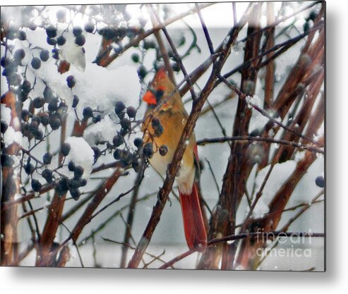 Cardinal Metal Print featuring the photograph More Than a Cold Snap by Lydia Holly