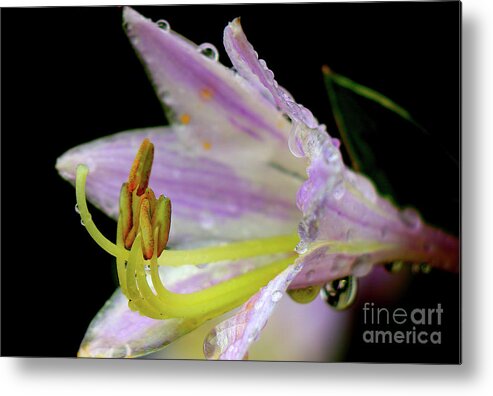 Flower Metal Print featuring the photograph Morning Dew by Les Greenwood