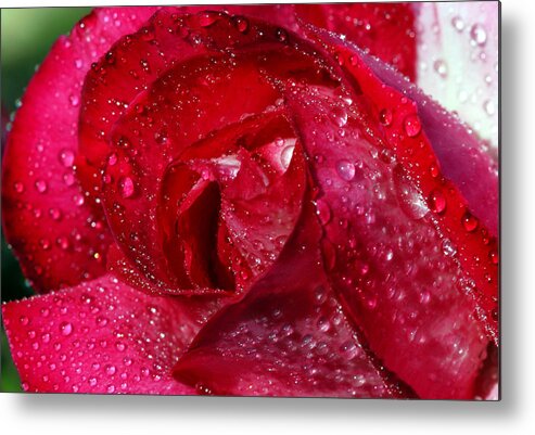 Rose Metal Print featuring the photograph Morning dew on rose by Cliff Norton