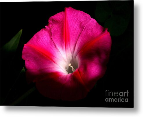 Flower Metal Print featuring the photograph Morning Glory by Steve Augustin