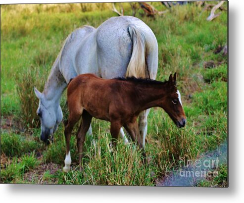 Horses Metal Print featuring the photograph Mother and Child by Craig Wood