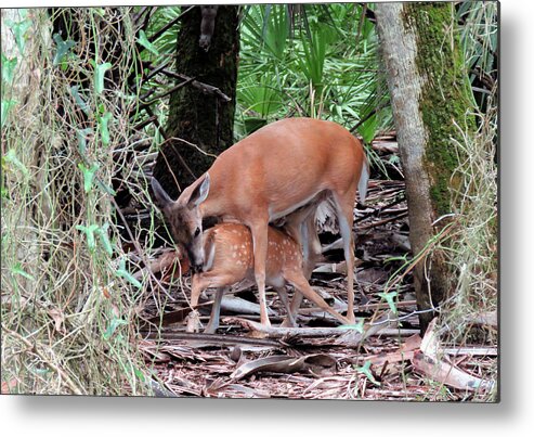 Doe Metal Print featuring the photograph Mother's Care by Rosalie Scanlon