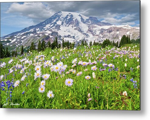 Alpine Metal Print featuring the photograph Mount Rainier and a Meadow of Aster by Jeff Goulden