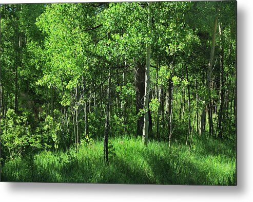 Trees Metal Print featuring the photograph Mountain Greenery by Ron Cline