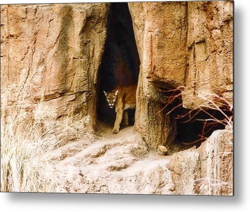 Arizona Metal Print featuring the photograph Mountain Lion in the Desert by Judy Kennedy