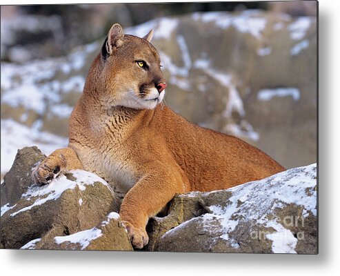 North America Metal Print featuring the photograph Mountain Lion on Snow-covered Rock Outcrop by Dave Welling