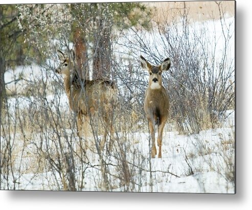 Deer Metal Print featuring the photograph Mule Deer Does in Snow by Steven Krull