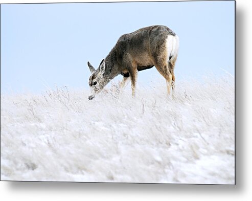 Badlands National Park Metal Print featuring the photograph Mule Deer in the Snow by Larry Ricker