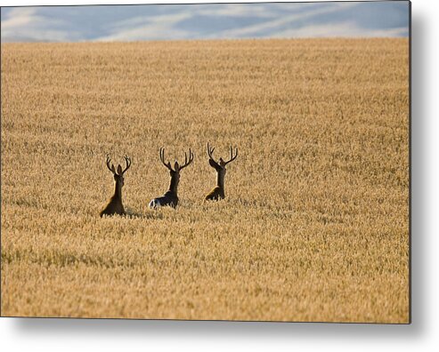 Deer Metal Print featuring the photograph Mule Deer in Wheat Field by Mark Duffy