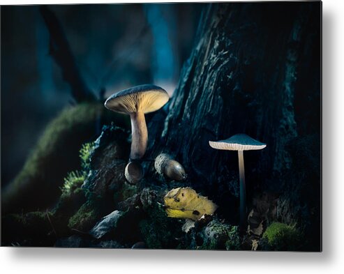 Beautiful Metal Print featuring the photograph Mushroom lantern by Dirk Ercken