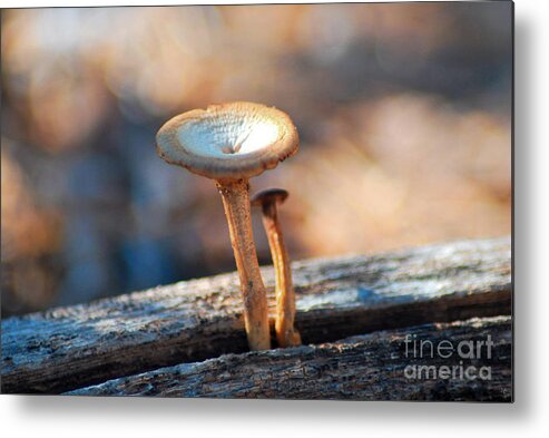Fine Art Metal Print featuring the photograph Mushrooms on a Stick by Donna Greene
