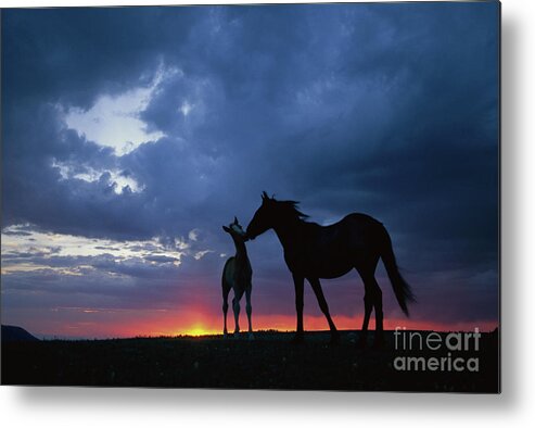 00340054 Metal Print featuring the photograph Mustang and Foal at Sunset by Yva Momatiuk John Eastcott
