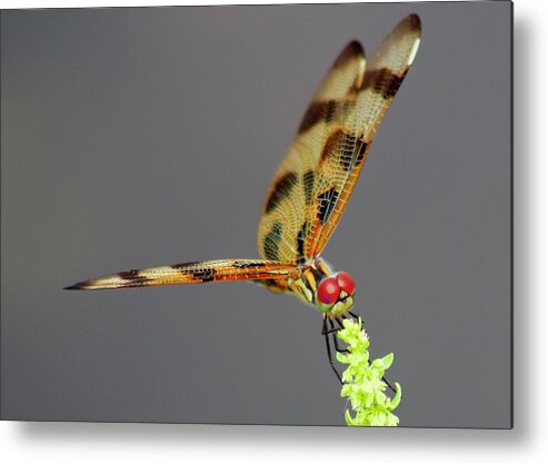 Photo For Sale Metal Print featuring the photograph Myakka Dragonfly by Robert Wilder Jr