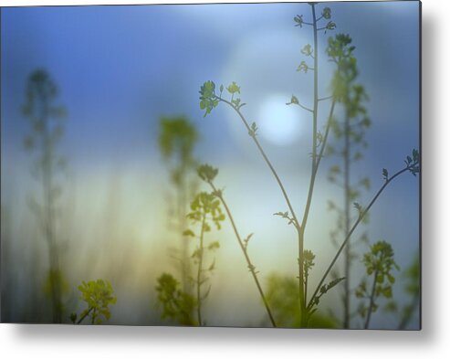Sunset Metal Print featuring the photograph Mysterious forest at dusk blue by Guido Montanes Castillo