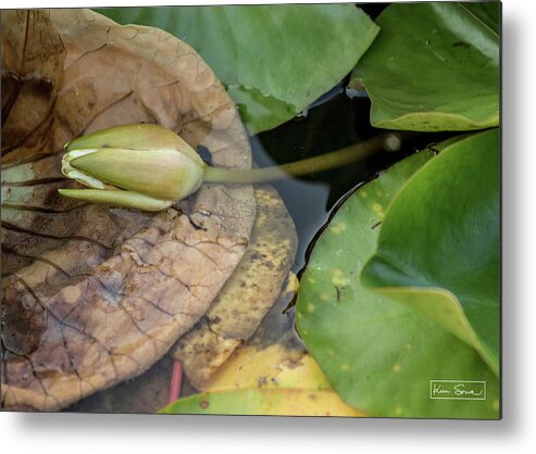 Fine Art Metal Print featuring the photograph Natural Beauty by Kim Sowa