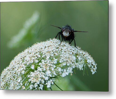 Plant Metal Print featuring the photograph Nature Up Close by Holden The Moment