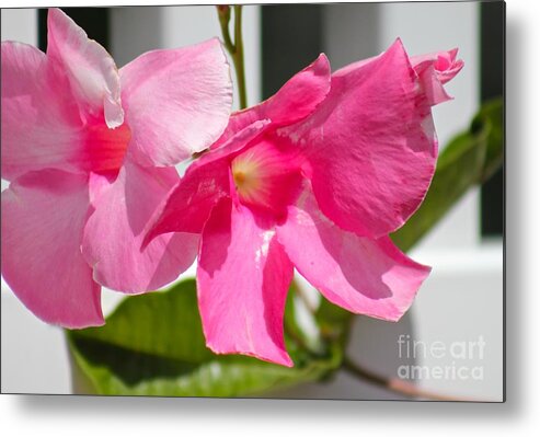 Pink Metal Print featuring the photograph Nature's Beauty 10 by Deena Withycombe