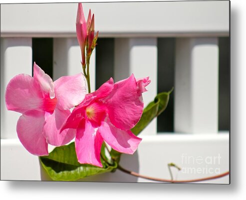Pink Metal Print featuring the photograph Nature's Beauty 11 by Deena Withycombe