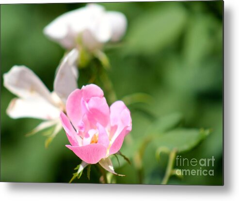 Pink Metal Print featuring the photograph Nature's Beauty 2 by Deena Withycombe