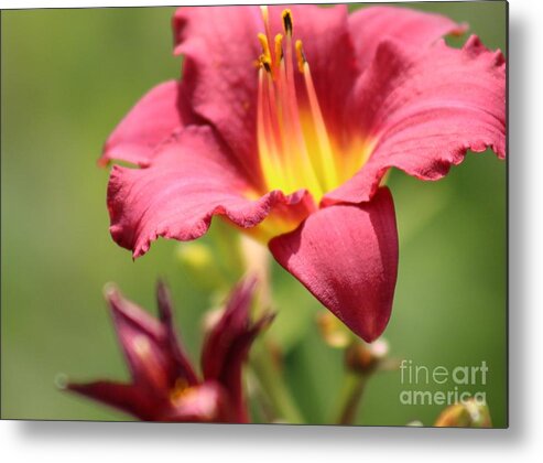 Yellow Metal Print featuring the photograph Nature's Beauty 44 by Deena Withycombe