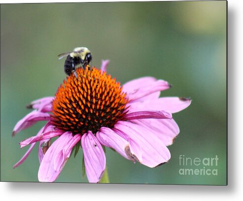Pink Metal Print featuring the photograph Nature's Beauty 72 by Deena Withycombe
