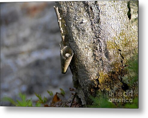 Wood Metal Print featuring the photograph Nature's Detail by David Lee Thompson