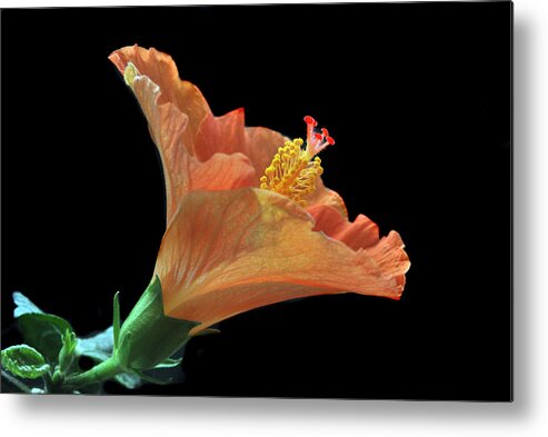 Hibiscus Metal Print featuring the photograph Nature's Detail. by Terence Davis