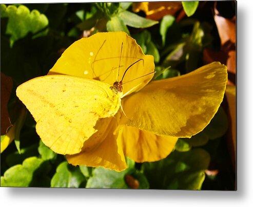 Floral Metal Print featuring the photograph Nature's Disquise V by James Granberry