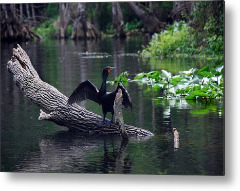 Names Of Birds Metal Print featuring the photograph Nature's Dryer by Skip Willits