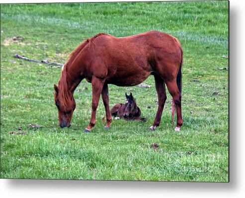 Nature Metal Print featuring the photograph New Colt by Robert Bales