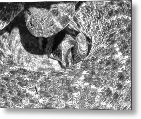 Blacknwhite Rattler Rattlesnake Snake Metal Print featuring the photograph No Pictures, Please by Michelle Farrow