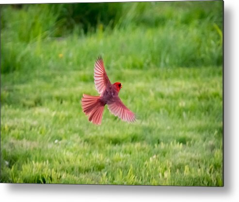 Northern Cardinal Metal Print featuring the photograph Northern Cardinal in Flight by Holden The Moment