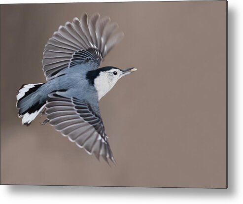 Nuthatch Metal Print featuring the photograph Nuthatch in flight by Mircea Costina Photography