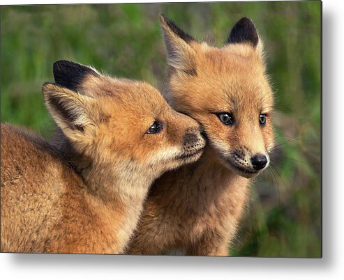 Fox Metal Print featuring the photograph Nuzzle by Art Cole