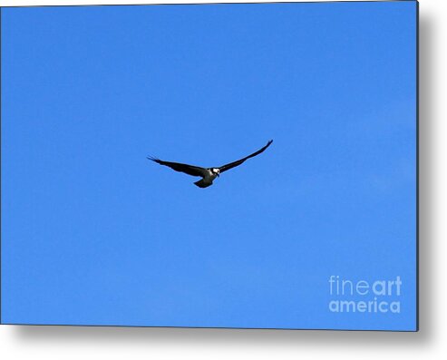 Osprey Metal Print featuring the photograph Ocean Osprey by Erica Hanel