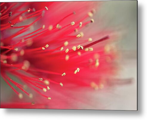 Christopher Johnson Metal Print featuring the photograph Ohia Flower by Christopher Johnson