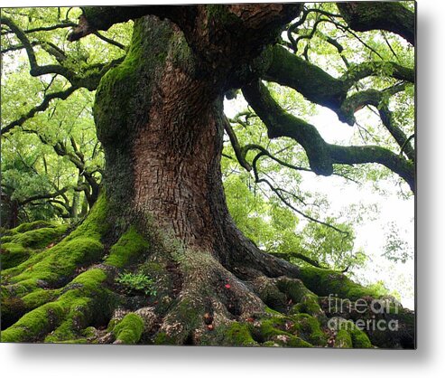 Tree Metal Print featuring the photograph Old Tree in Kyoto by Carol Groenen