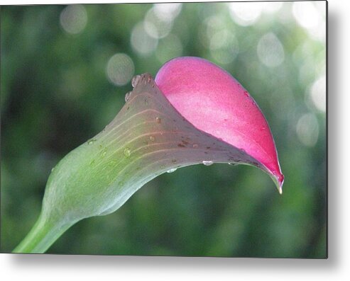 Pink Calla Lily Metal Print featuring the photograph One Calla Morning by Angela Davies