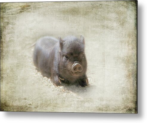 Pig Metal Print featuring the photograph One Little Piggy by Marilyn Wilson