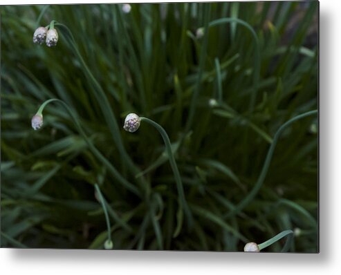 Flowers Metal Print featuring the photograph Opening Night by Ellery Russell