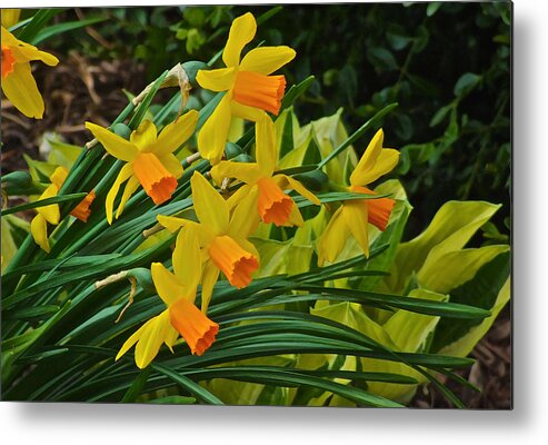 Narcissus Metal Print featuring the photograph Orange Cup Narcissus by Janis Senungetuk
