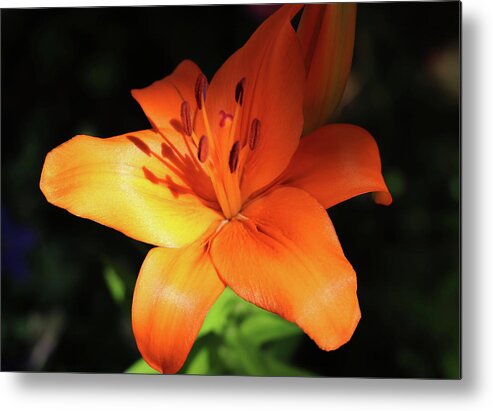 Lily Metal Print featuring the photograph Orange Evening Lily by Johanna Hurmerinta