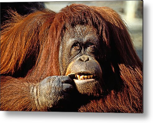 Animal Metal Print featuring the photograph Orangutan by Garry Gay