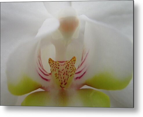 White Orchid Metal Print featuring the photograph Alien Embracing Tiger by Sharon Ackley