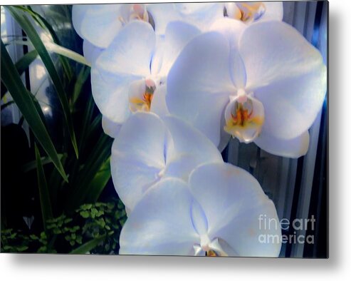 Photo Metal Print featuring the photograph Orchids In White by Marsha Heiken