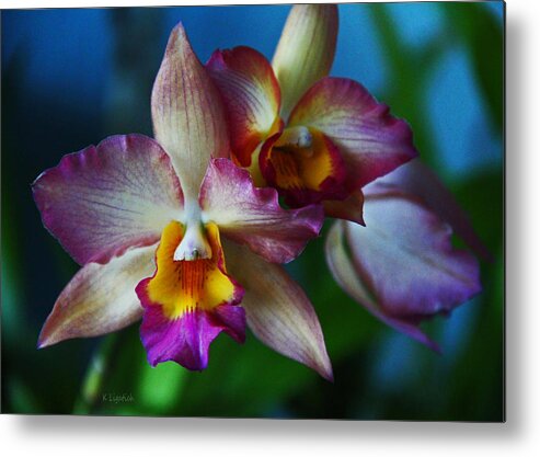 Orchid Metal Print featuring the photograph Orchids - Trio by Kerri Ligatich