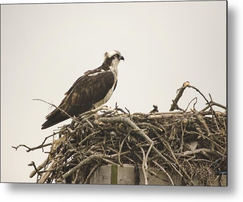Osprey Metal Print featuring the photograph Osprey 1 by Marianne Campolongo
